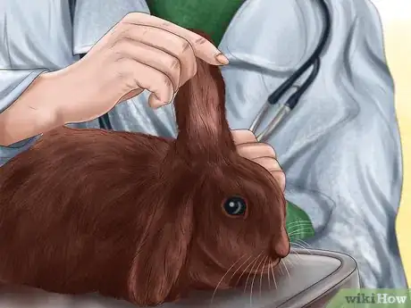 Image titled Care for Havana Rabbits Step 12