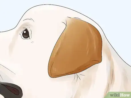 Image titled Identify a Labrador Retriever Step 3