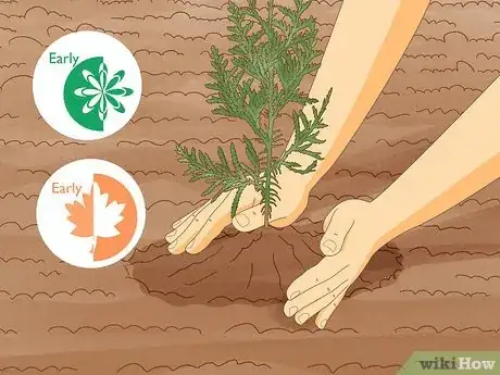 Image titled Plant Cedar Trees Step 7