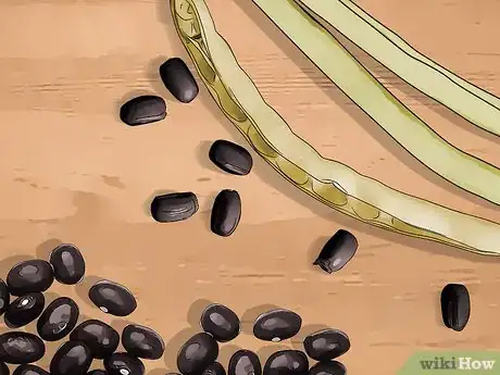 Image titled Grow Black Beans Step 17