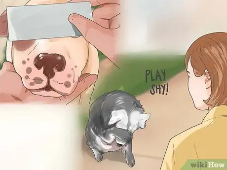 Image titled Teach Your Dog to Play Shy Step 17