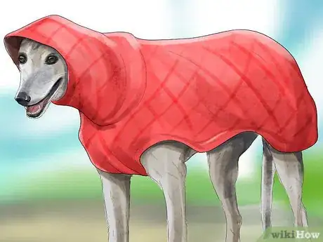 Image titled Care for an Italian Greyhound Step 10