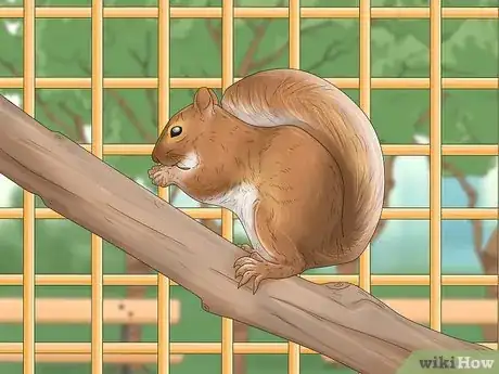 Image titled Keep a Pet Squirrel Step 10