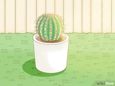 Image titled Grow Golden Barrel Cactus Step 9