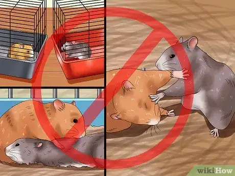 Image titled Get Hamsters to Stop Fighting Step 8