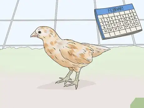 Image titled Determine the Sex of a Chicken Step 5