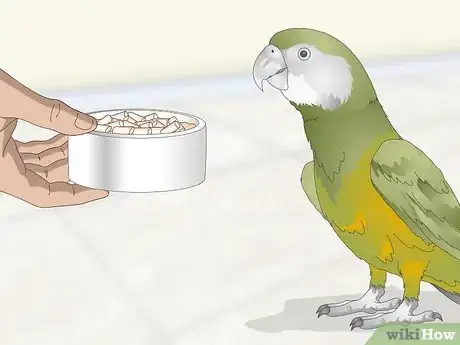 Image titled Feed a Senegal Parrot Step 3
