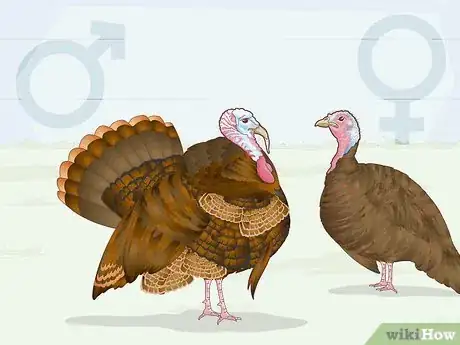 Image titled Sex Turkeys Step 3