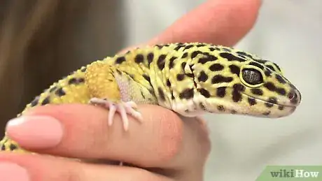 Image titled Have Fun With Your Leopard Gecko Step 1