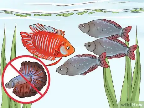 Image titled Care for a Dwarf Gourami Step 9