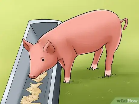 Image titled Show Your Pigs Step 4