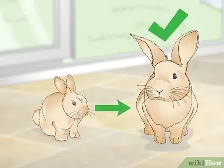 Image titled Determine Whether to Have Your Rabbit Neutered Step 1