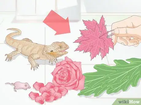Image titled Feed a Bearded Dragon Step 1