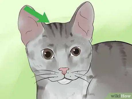 Image titled Identify a Li Hua Cat Step 2