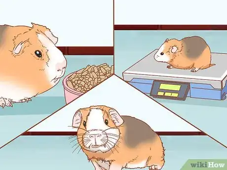 Image titled Help Your Guinea Pig Adjust to You Step 4