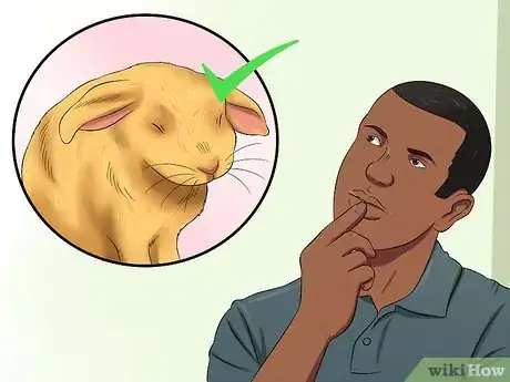 Image titled Stop a Rabbit from Sneezing Step 4