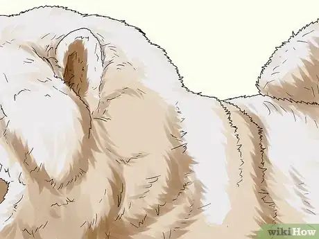 Image titled Identify a Chow Chow Step 8