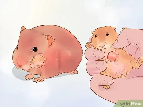 Image titled Care for Dwarf Hamsters Step 17
