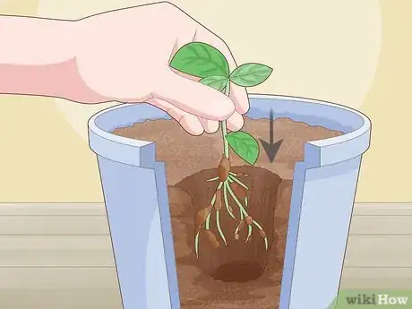 Image titled Plant Basil in a Pot Step 13