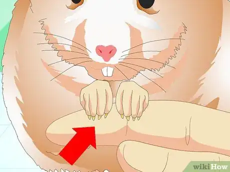 Image titled Know if Your Hamster Is Healthy Step 6