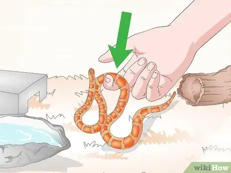Image titled Care for Baby Cornsnakes Step 16