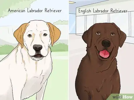 Image titled Identify a Labrador Retriever Step 1