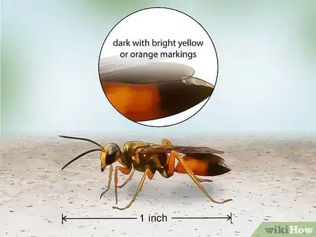 Image titled Identify Wasps Step 9
