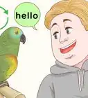 Train a Parrot