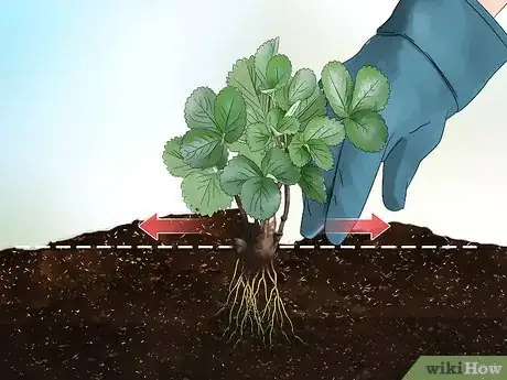 Image titled Fix Root Rot Step 12