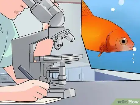 Image titled Cure Flukes in Goldfish Step 15