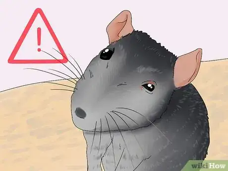 Image titled Spot and Treat Ear Infections in Rats Step 3