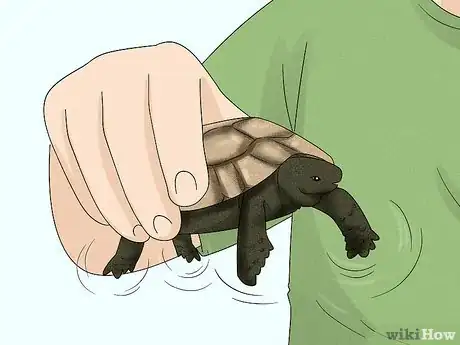 Image titled Handle a Tortoise Step 11