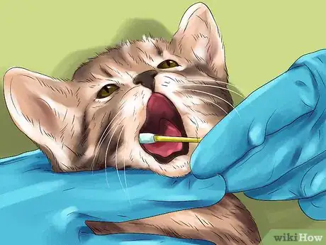 Image titled Diagnose and Treat Feline Calicivirus Step 8
