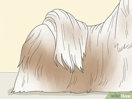 Image titled Identify a Lhasa Apso Step 5