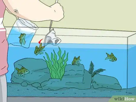 Image titled Lower Ammonia Levels in Your Fish Tank Step 6
