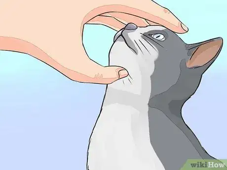 Image titled Give Your Cat Nose Drops Step 1