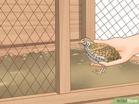 Image titled Get Quails to Lay Eggs Step 11