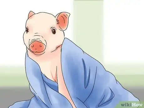Image titled Give Your Pig a Bath Step 8