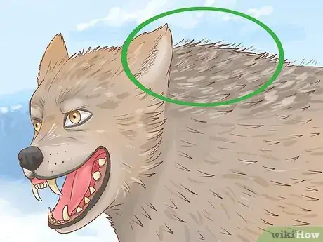 Image titled Understand Wolf Body Language Step 1