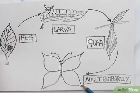 Image titled Make a Drawing That Shows Parts of a Butterfly's Life Cycle Step 4