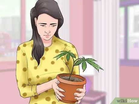 Image titled Grow a Quality Medical Marijuana Step 1