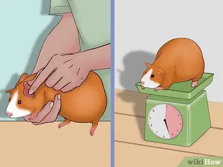 Image titled Care for a Pregnant Guinea Pig Step 9
