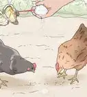Feed Eggshells to Chickens
