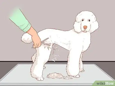 Image titled Full Scissor a Poodle by Hand Step 12