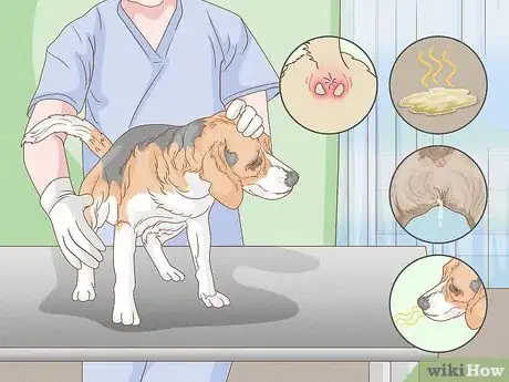 Image titled Get Rid of the Fishy Smell from My Dog Step 9