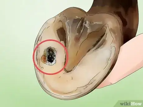Image titled Clean a Horse's Hoof Step 14