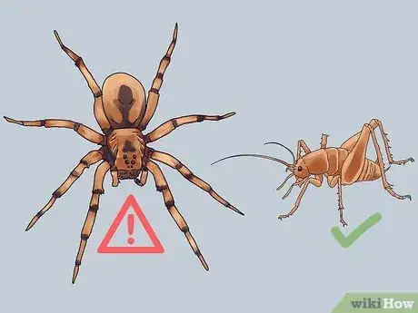 Image titled Get Rid of Spider Crickets Step 11