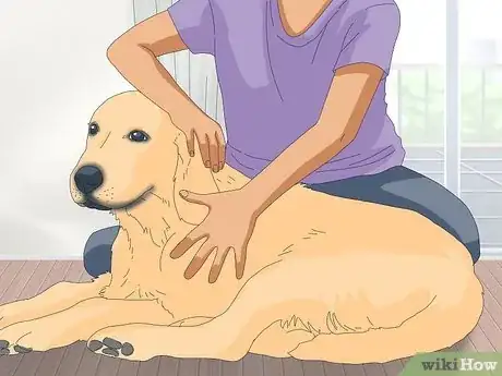 Image titled Deal with Excessive Licking in Older Dogs Step 12