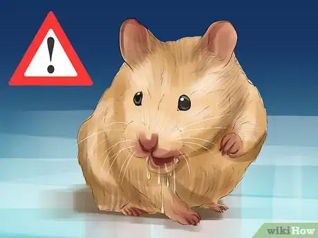 Image titled Keep Hamster Teeth Healthy Step 10
