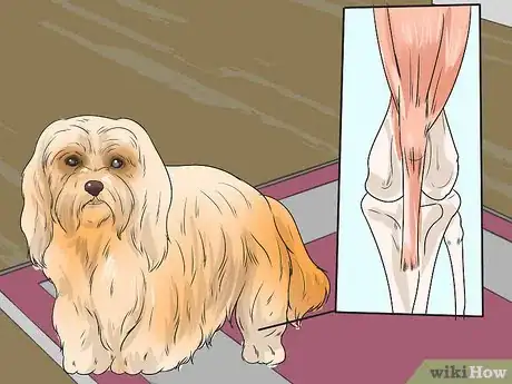 Image titled Diagnose Patellar Luxation in Shih Tzus Step 1